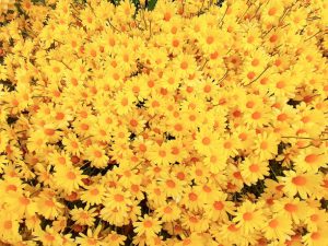 عرضه کننده گل بابونه زرد رنگ با بسته بندی مقاوم