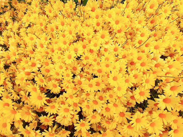 عرضه کننده گل بابونه زرد رنگ با بسته بندی مقاوم