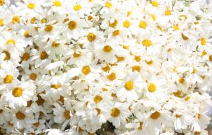 گل بابونه عمده ارگانیک و ممتاز