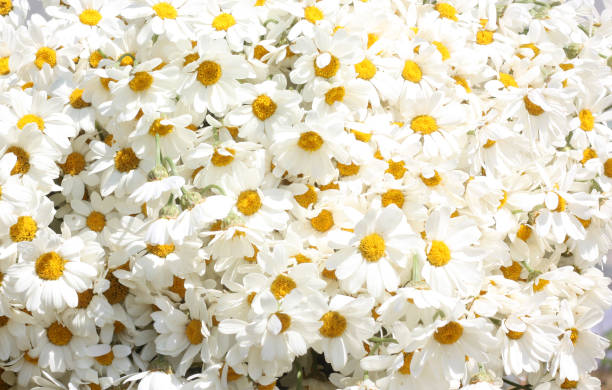 گل بابونه عمده ارگانیک و ممتاز