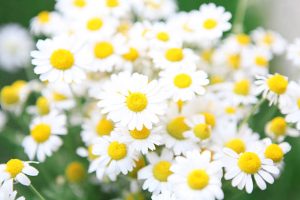 سفارش گل بابونه ایرانی در تناژ بالا