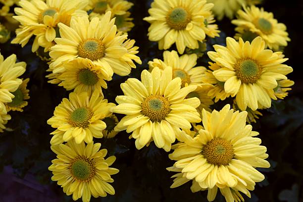 عرضه گل بابونه زرد خشک به صورت عمده