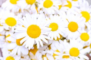 گل بابونه خشک + شرایط باور نکردنی