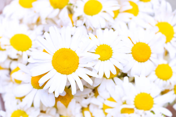 گل بابونه خشک + شرایط باور نکردنی